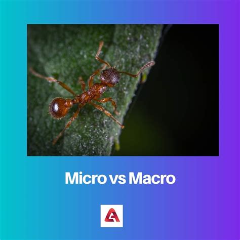 Micro vs Macro: Diferencia y Comparación
