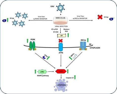 Role of Unfolded Protein Response in the Apoptosis Induced by ...