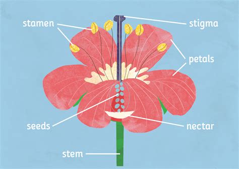 KS1 Science - Plants: How do plants make new plants? - BBC Teach