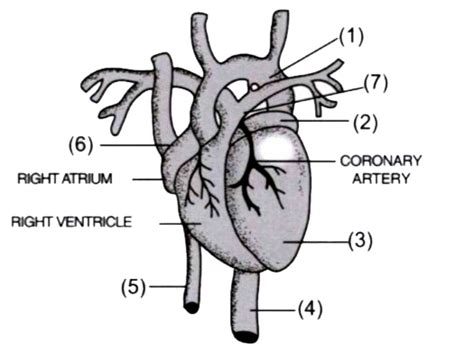 Given below is a diagram of the external features of the heart: What ...