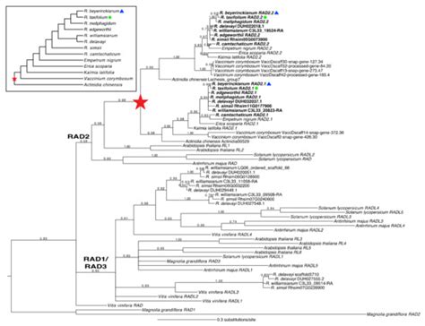 Plants | Special Issue : Developmental and Genetic Mechanisms of Floral ...