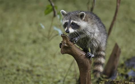 Get awesome Raccoons HD images in each new Chrome tab! | Raccoon funny ...