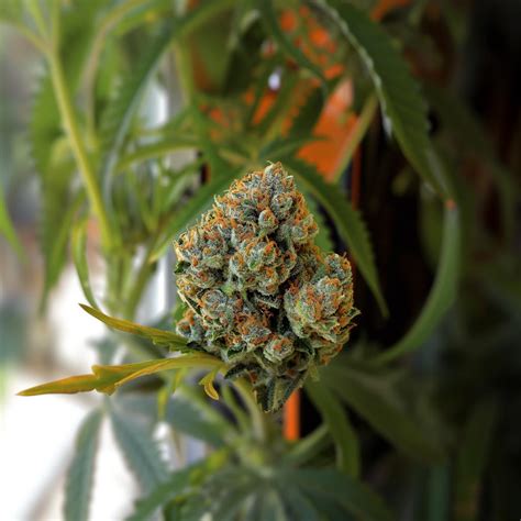 Orange 43 Strain Information & Effects