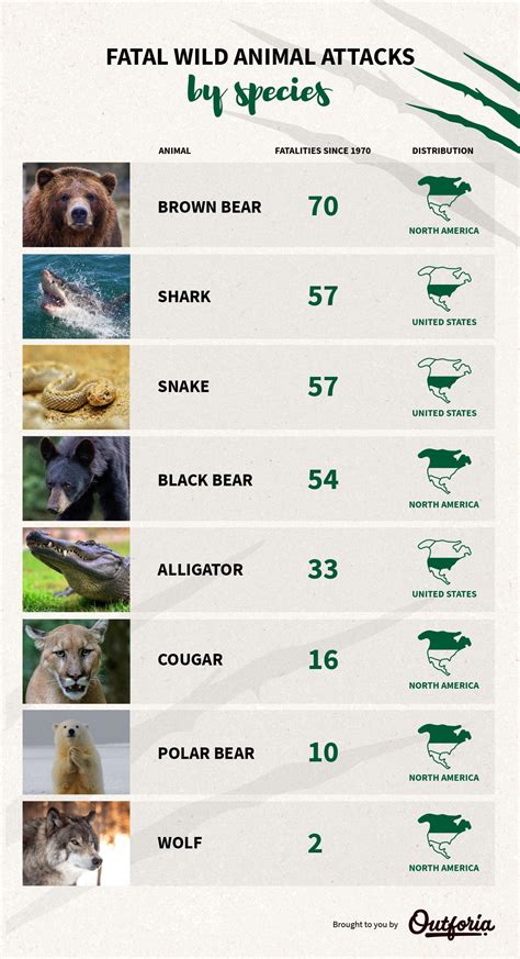 Animal Attacks: The Most Deadly Animals In North America