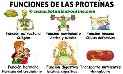 La función de las proteínas en el rendimiento físico