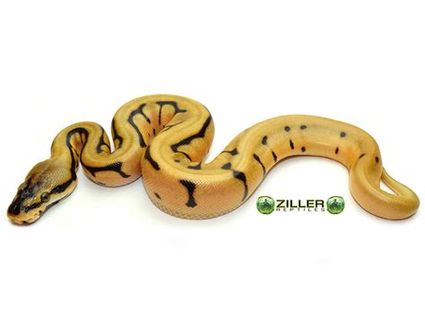 Image result for Leopard Spider Ball Python