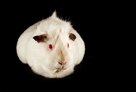 White White Crested Guinea Pig
