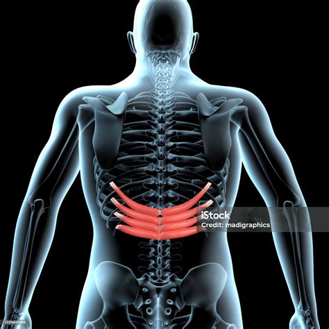 3d Illustration Of The Serratus Posterior Inferior Muscles Anatomical Position On Xray Body ...