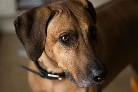A Comprehensive Guide to Rhodesian Ridgeback Lab Mix Puppies