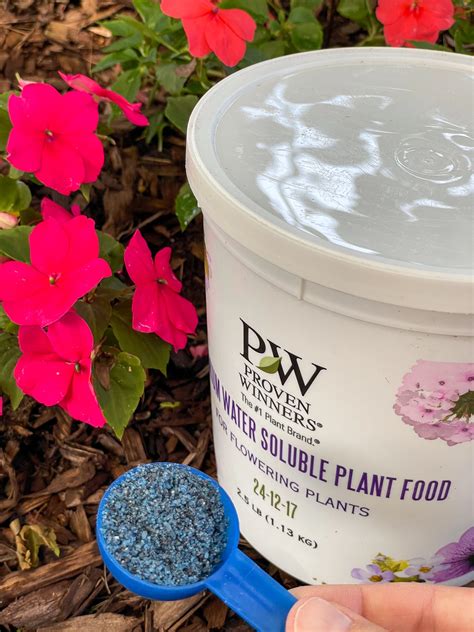 How to Fertilize Impatiens for Constant Blooms - growhappierplants.com