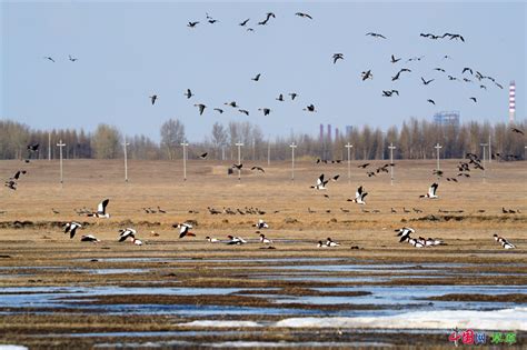 飞越大地赴一场春日之约：候鸟翔集的生态家园承载了谁的乡愁_中国网