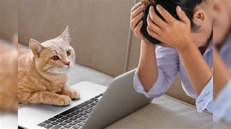 બિલાડીએ તો કામધંધા વગરના કરી દીધા! બોસને મોકલી દીધી એવી વસ્તુ કે, પછી ...