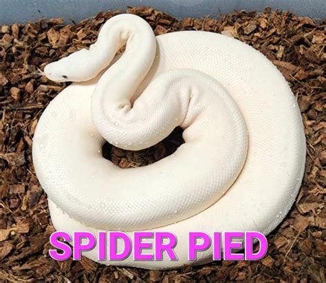 Image result for White Wedding Ball Python