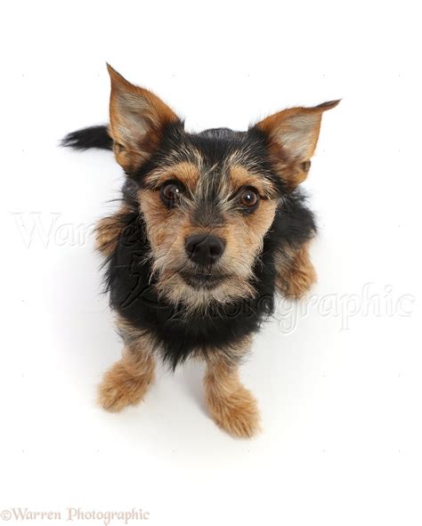 Dog: Chorkie - Yorkshire Terrier x Chihuahua, sitting looking up photo ...
