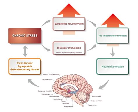 Panic Attack Brain Scan