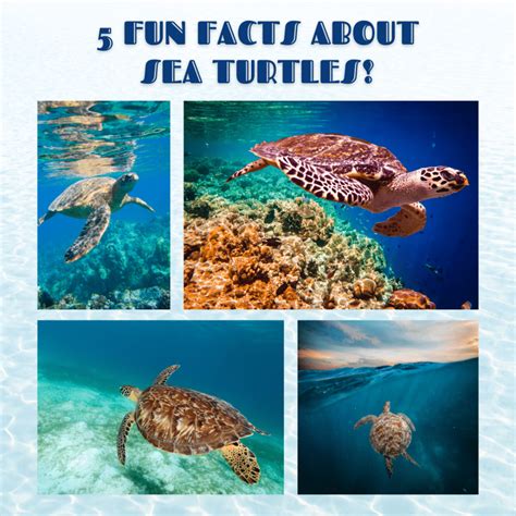 Sea Turtle Fun Facts 的图像结果