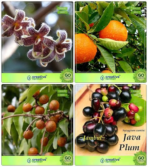 Creative Farmer Tree Seeds For Home Garden Sterculia Guttata,Orange ...