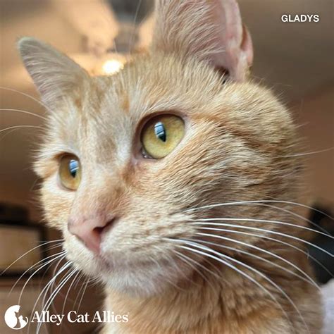 Alley Cat Allies is Funding Veterinary Care and Food for 1000 Cats in Atlantic County Over ...