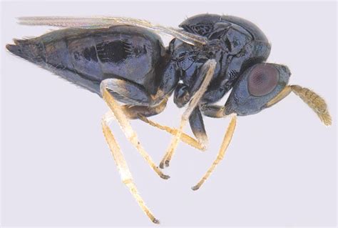 Insect Pests