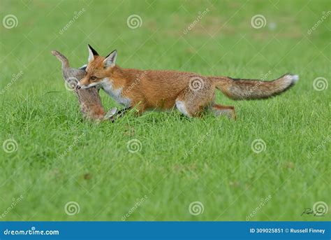 Red Fox Scientific Name: Vulpes Vulpes Stock Image - Image of including ...