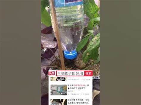 用矿泉水瓶自制种菜盆,塑料瓶种菜也能成菜园 - 伤感说说吧