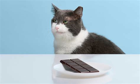 Can Cats Eat Chocolate?