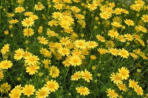 Field+of+Yellow+Daisies (image)