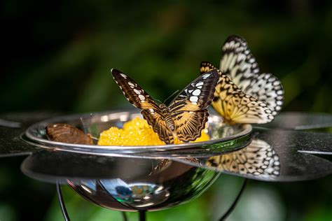 Butterfly Atrium - Hershey Gardens