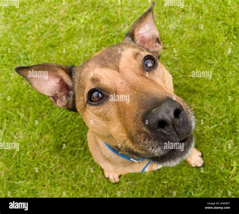 Close up of a cute brown dog looking up into the camera Stock Photo - Alamy