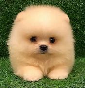 Image result for Pomeranian Cutest Dog