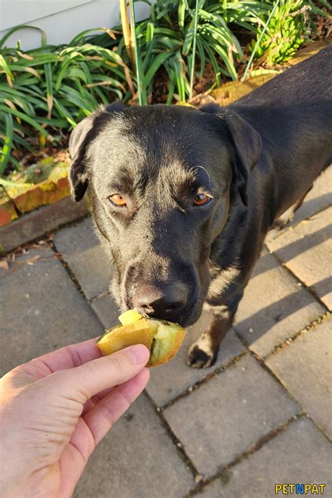 Can Dogs Eat Kiwi? (YES - Cute Pics Of Our Dog Eating Kiwi)