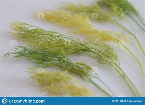 Dill Plant Turning Yellow at Travis Munoz blog