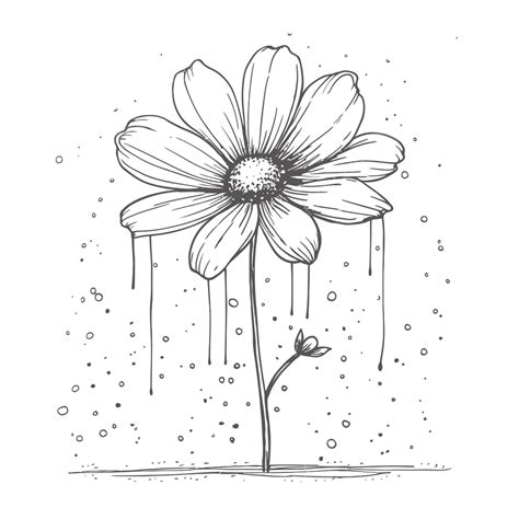 Black And White Drawing Of A Daisy In The Rain Outline Sketch Vector ...