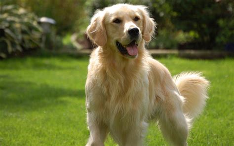 ≡ 9 of The Best Family Friendly Dog Breeds 》 Her Beauty