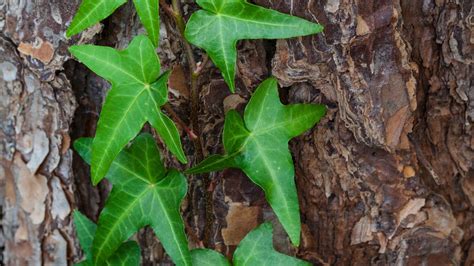 15 Ground Cover Plants That Die Around Tree Roots (And Some You'll ...