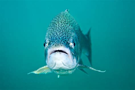 Why Do Fish Have Lips | Lipstutorial.org
