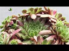 plante grasse sedum et sempervivum des plantes grasses faciles plante grasse sedum et sempervivum des plantes grasses faciles