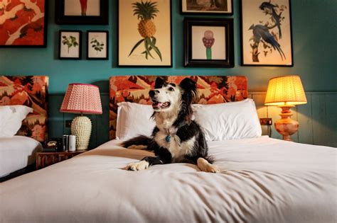 11 Dog and Pet-Friendly Hotels in Ireland
