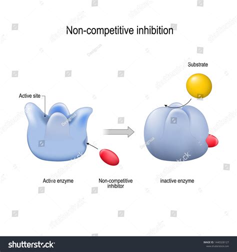 Noncompetitive Enzyme Inhibitors