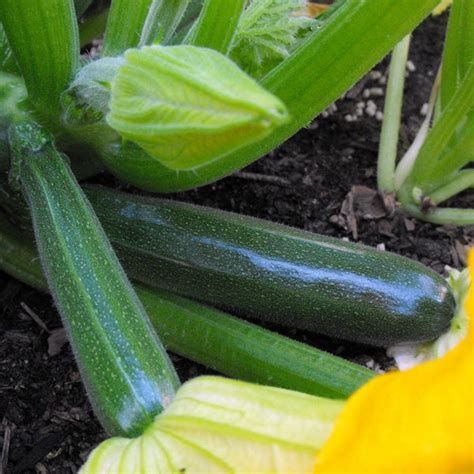 Zucchini Black Beauty - Buy Organic Vegetable Seeds – The Seed Store ...