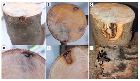Unusual Behavior of Xylosandrus compactus (Coleoptera: Scolytinae) on ...