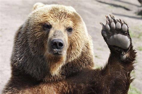 31 Facts About Sun Bear - Facts.net