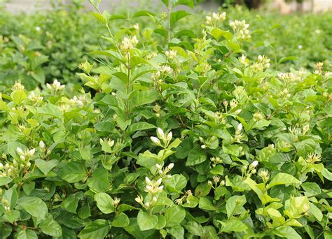 Iyyarkai Nursery Garden