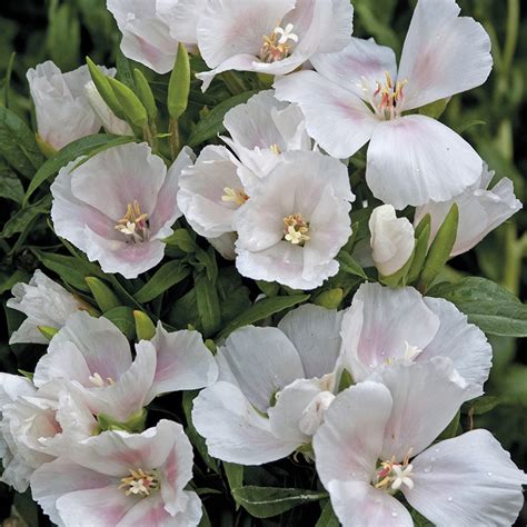 Godetia " Memoria " Exotic 30 Flower Seeds – M-Tech Gardens