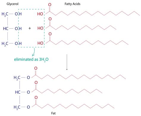 Diagrams Of The Building Blocks Of Lipids In Vivo Olefin Metathesis In
