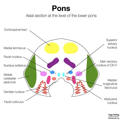 Brainstem Definition Anatomy Parts Function Kenhub