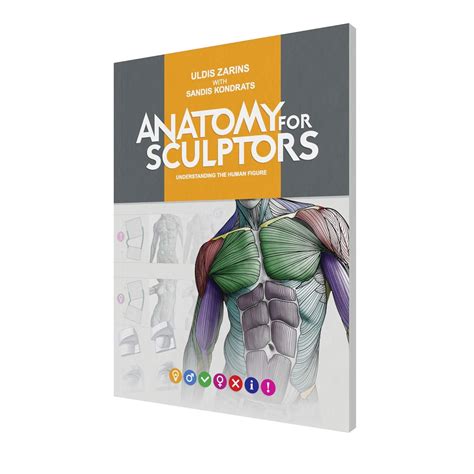 Buy Anatomy For Sculptors, Understanding the Human Figure Book Online ...