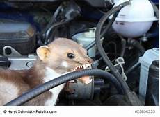 marder auto vertreiben marder vertreiben 2019 marder fernhalten auto haus marder auto vertreiben marder vertreiben 2019 marder fernhalten auto haus