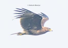 Greater Spotted Eagle,ટપકીવાળો જુમ્મસ, મોટો કાળો જુમ્મસ