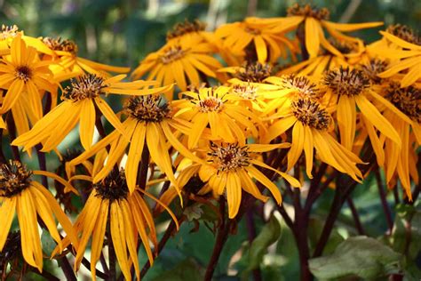 High Potassium Fertilizer